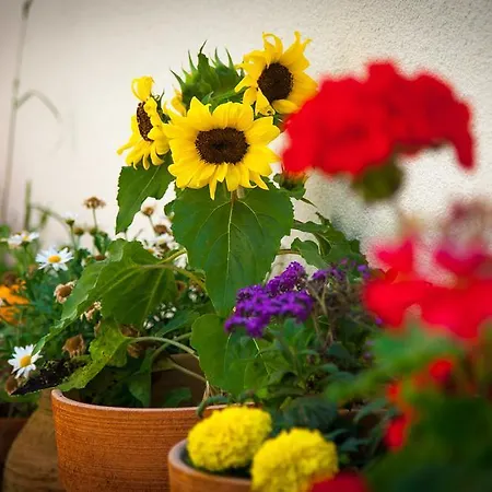 ルームズ スプリット ペゼリ スプリト